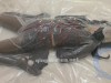 【氧柒罐罐】连体肉丝+灰色丝袜JK，入体小药丸、小高手分腿驷马+跪立+龟甲缚手腿并缚+滴蜡拍打妹妹+真空袋体验